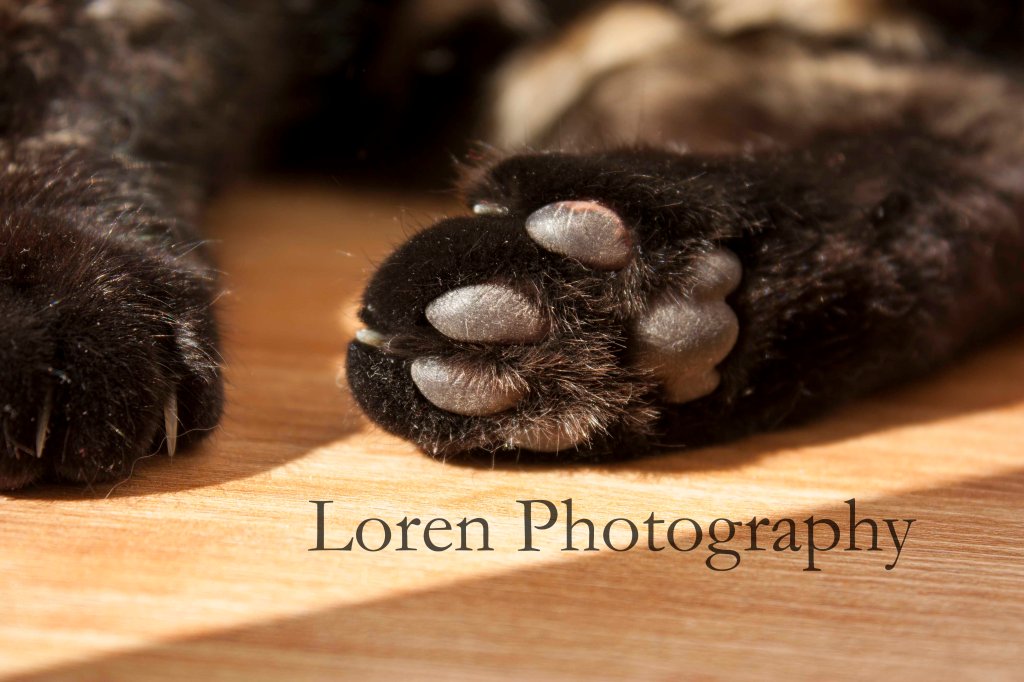 LorenPhotography Mascotas 2