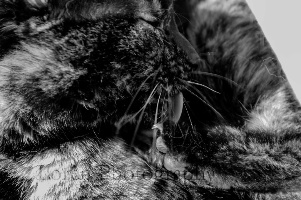 LorenPhotography Mascotas 3