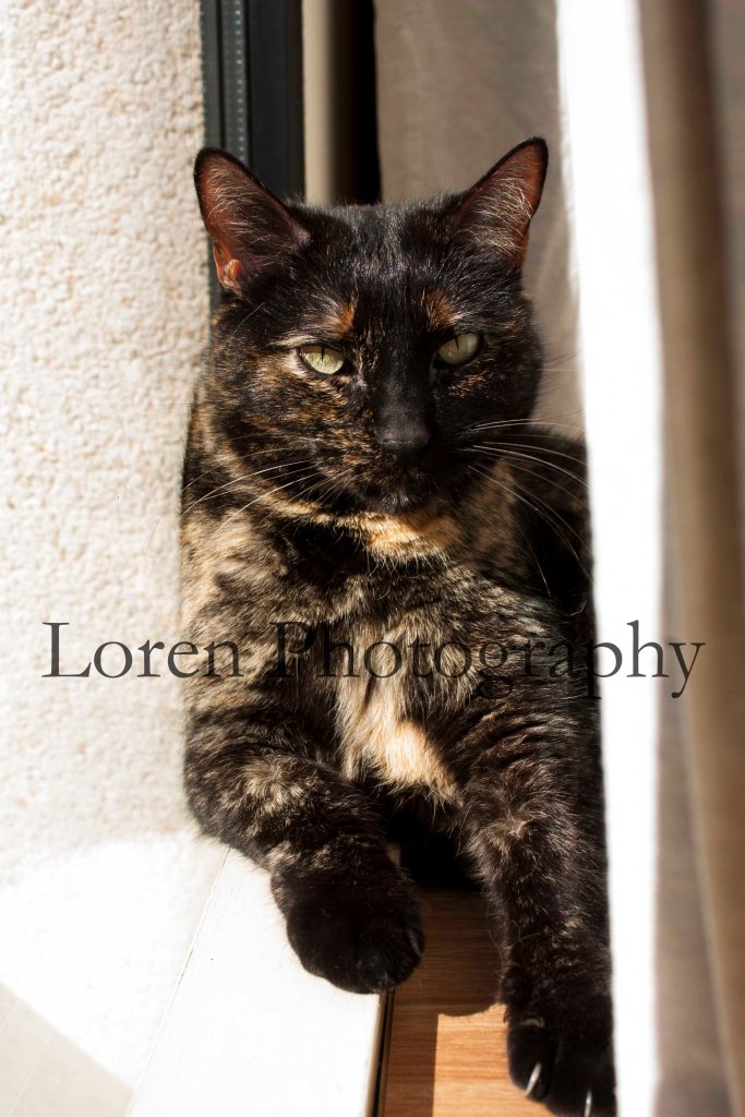 LorenPhotography Mascotas_1