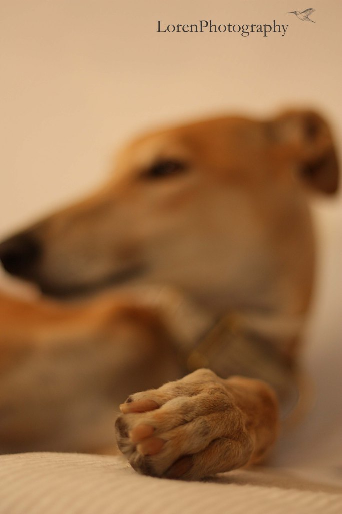 Galgo descansando 2-LorenPhotography