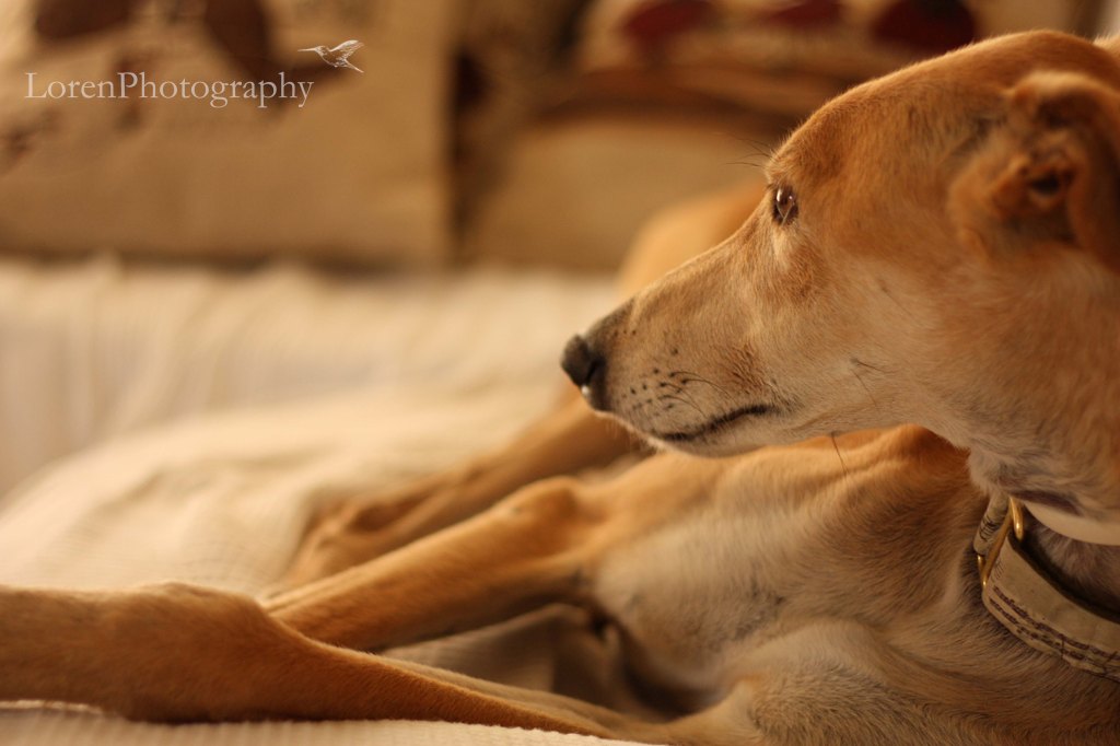 Galgo descansando 3-LorenPhotography