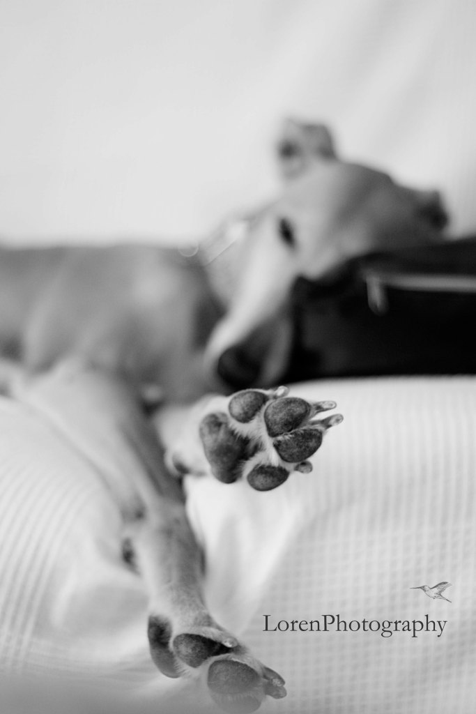 Galgo descansando-LorenPhotography