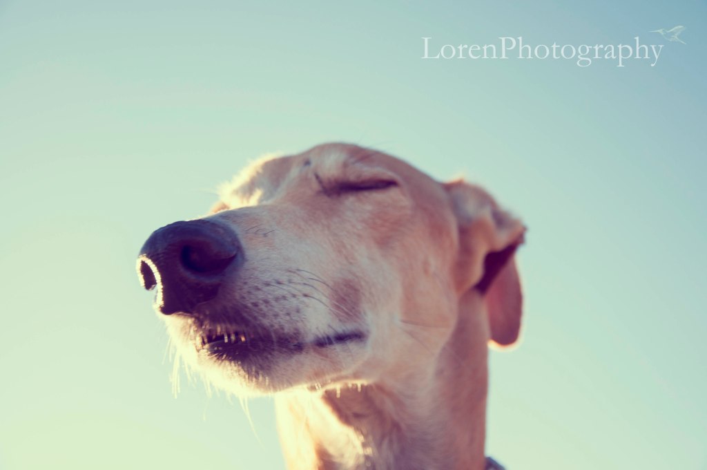 Paseando con Mr Leo - LorenPhotography_9