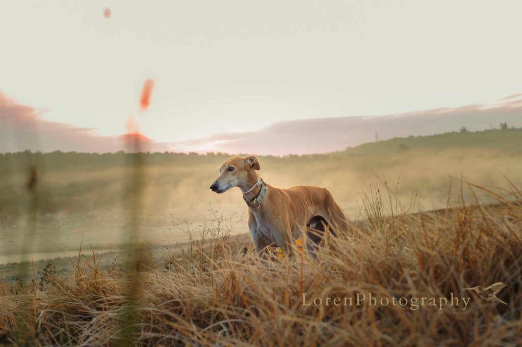 AmaneceCon Leo 13-12-15 -  LorenPhotographyFirma