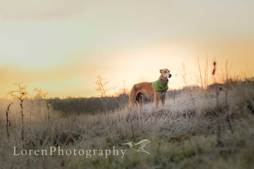 AmanececonLeo 24-12-15_2 Firma