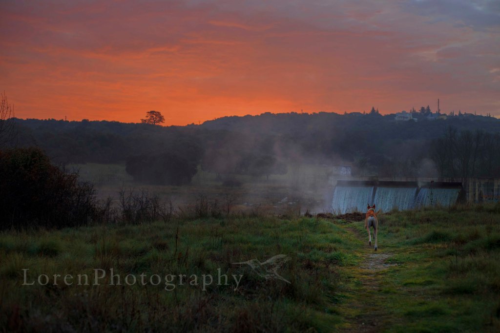 AmaneceConLeo 8-12-2015 - LorenPhotography_1Edit_Firma