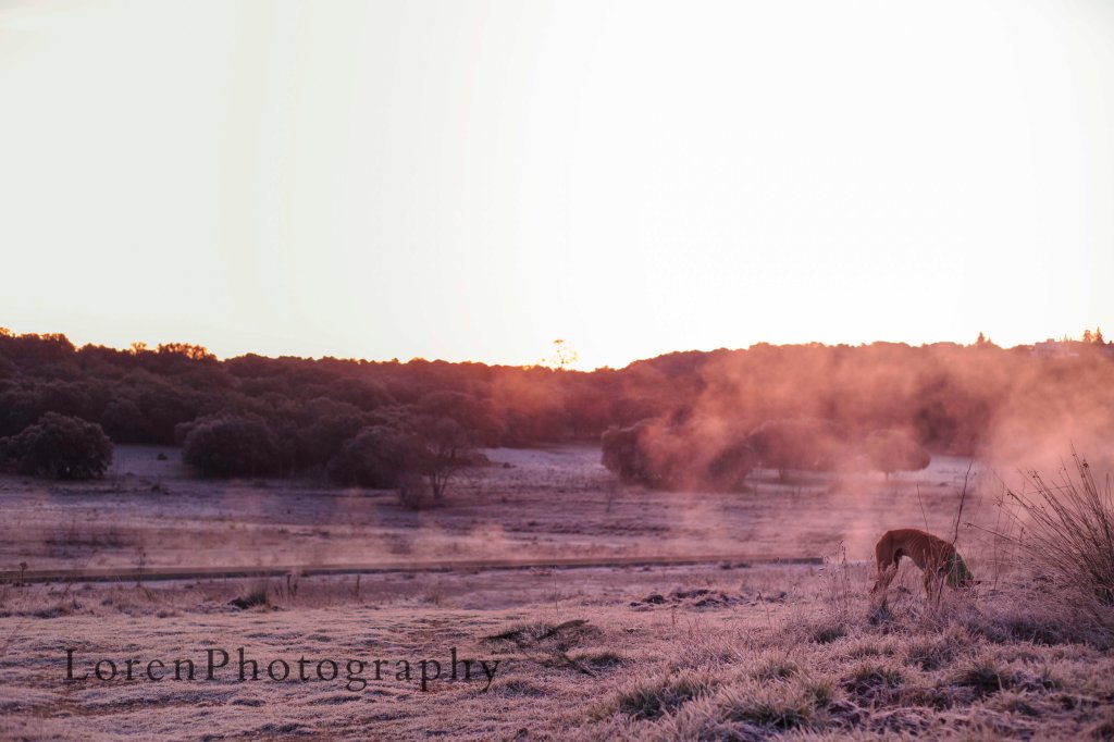 Amanece Con Leo 17-1-16 - LorenPhotography_1_Firma
