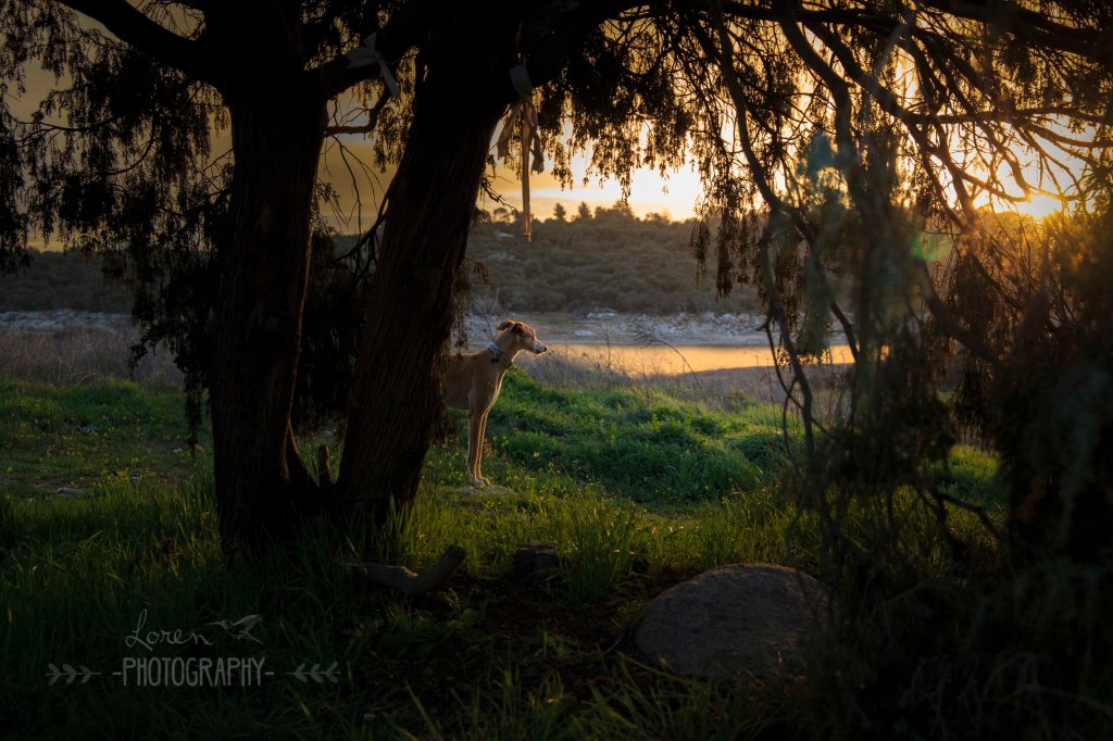 Amanece con Leo 14-02-2016--- LorenPhotographyLOW