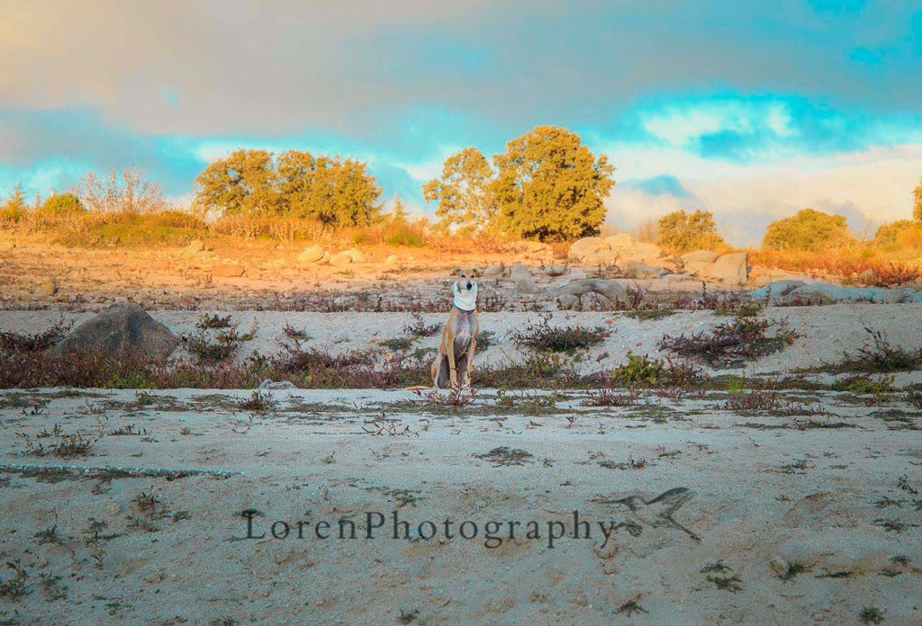 Amanece Con Leo - LorenPhotography (6)