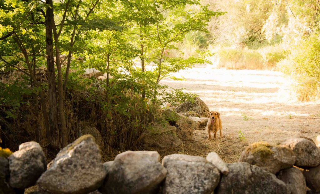 Perro naturaleza campo